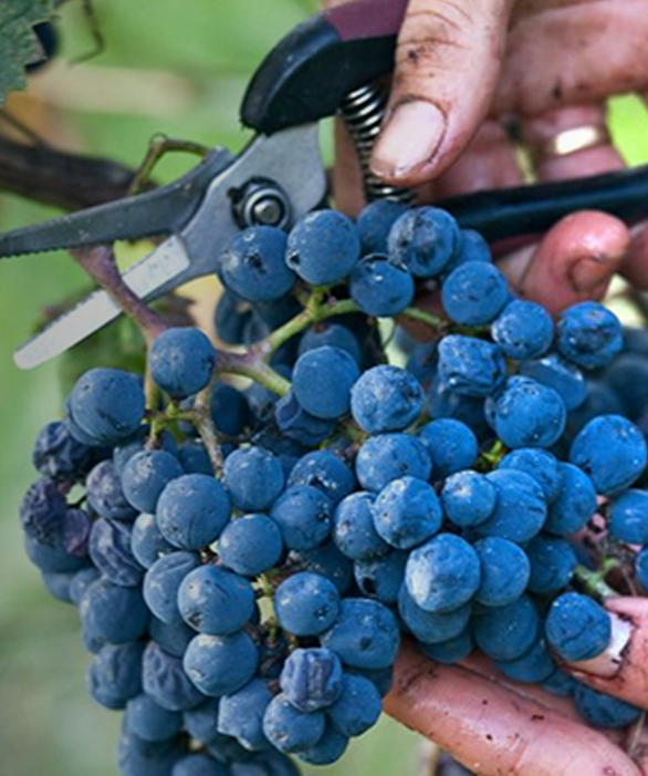 A Day in the Life of a Cellar Master