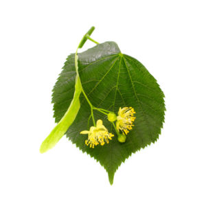 Lime blossom