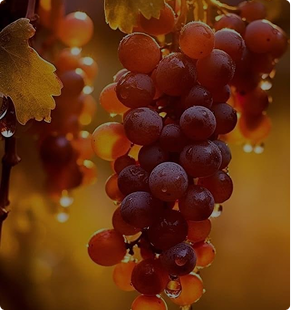 Barbera